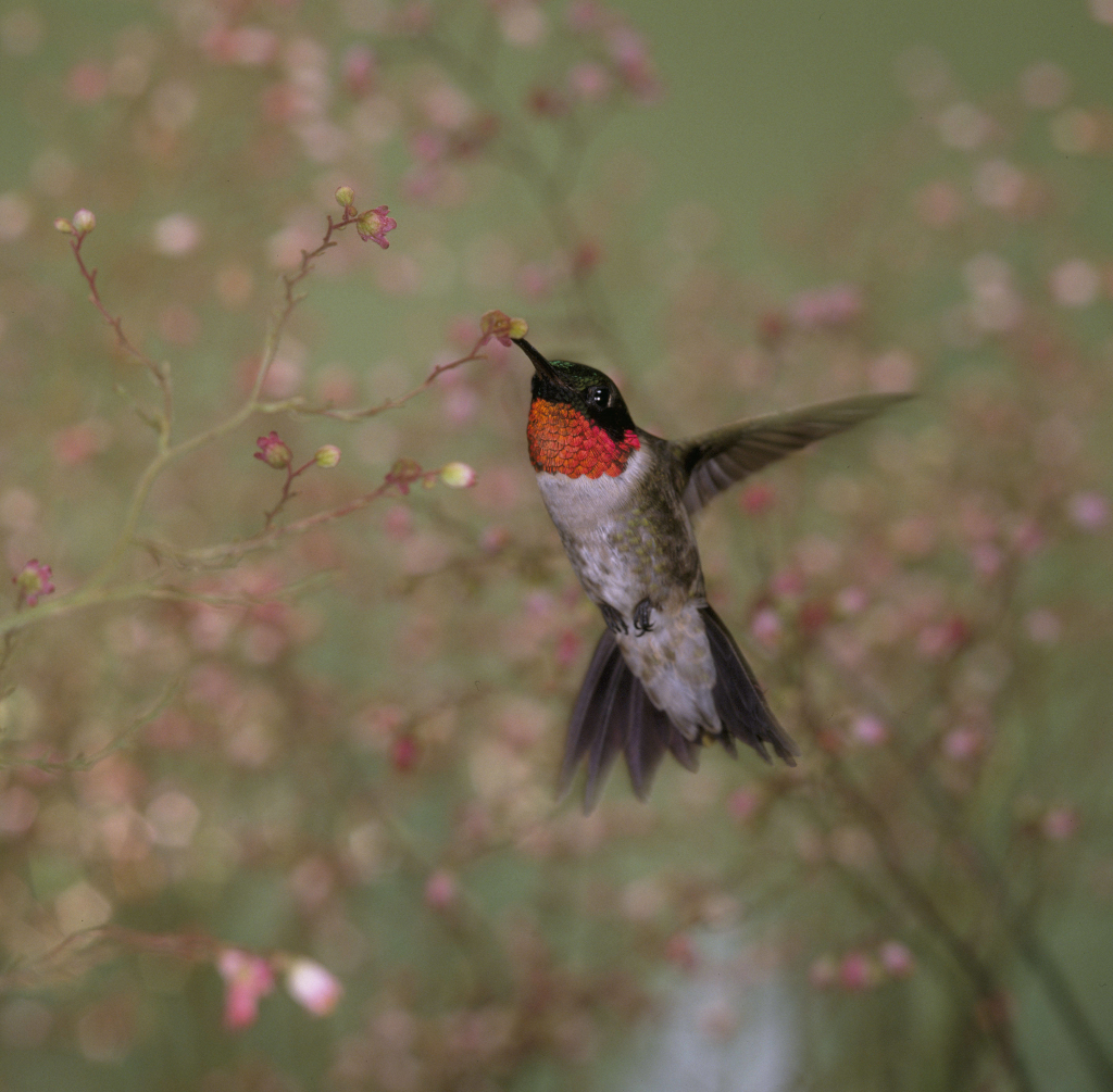 5. Ruby-throated Hummingbird (Archilochus colubris). Photo Credit: Steve Maslowski ('Original Data ID 316EC7F9-3B2A-4831-AC3BCC4DDD1CCDE3' 'Original Filename D9C304C0-DF6E-47DD-A18FA82C08C3E19E.jpg'), United States Fish and Wildlife Service (USFWS) National Digital Library (http://digitalmedia.fws.gov or https://digitalmedia.fws.gov/digital), United States Fish and Wildlife Service (http://www.fws.gov), United States Department of the Interior (http://www.doi.gov), Government of the United States of America (USA). A comment (observation) from USFWS: 'Despite their tiny size, many of these birds fly nonstop across the Gulf of Mexico during fall and spring migration, a round-trip of more than 1,600 km.'