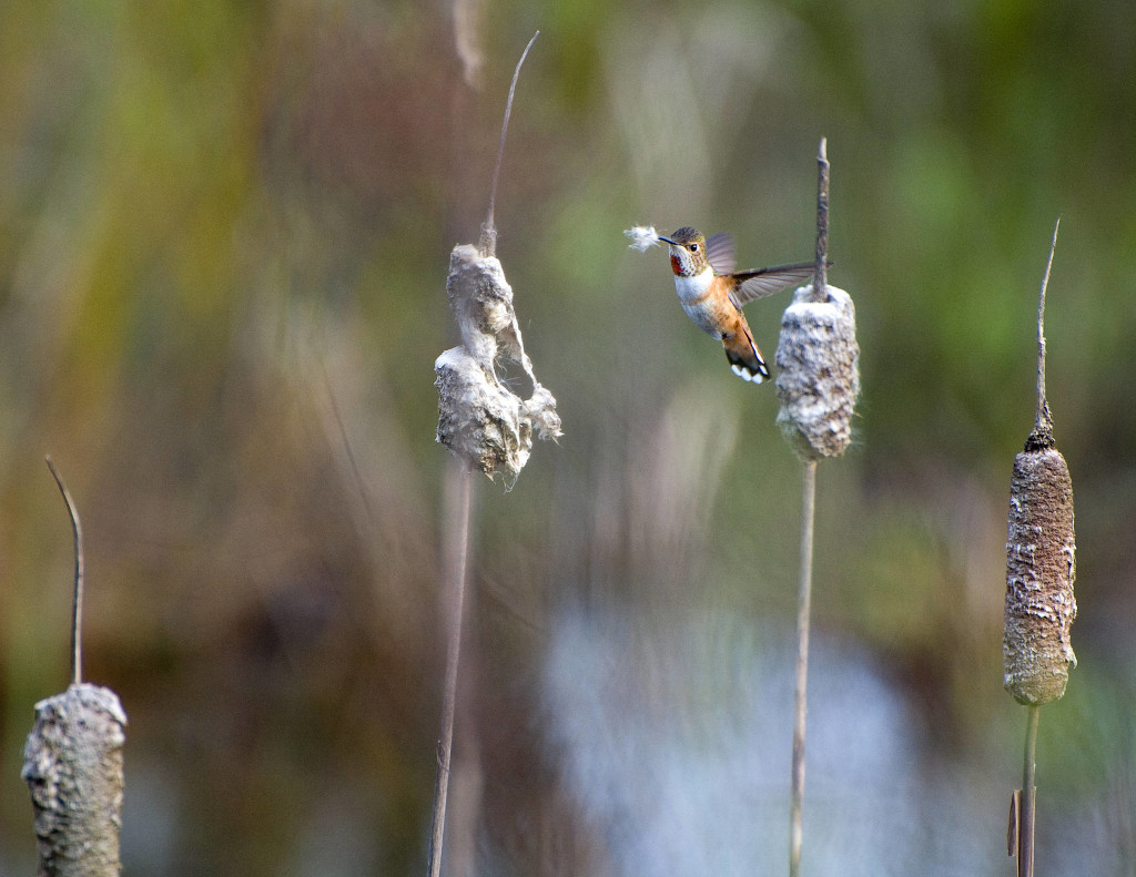3. A Rufous Hummingbird (Selasphorus rufus) Gathers Nesting Material, State of Oregon, USA. Photo Credit: George Gentry ('Item ID 339_GeorgeGentry_4-2009'), United States Fish and Wildlife Service (USFWS) National Digital Library (http://digitalmedia.fws.gov or https://digitalmedia.fws.gov/digital), United States Fish and Wildlife Service (http://www.fws.gov), United States Department of the Interior (http://www.doi.gov), Government of the United States of America (USA).