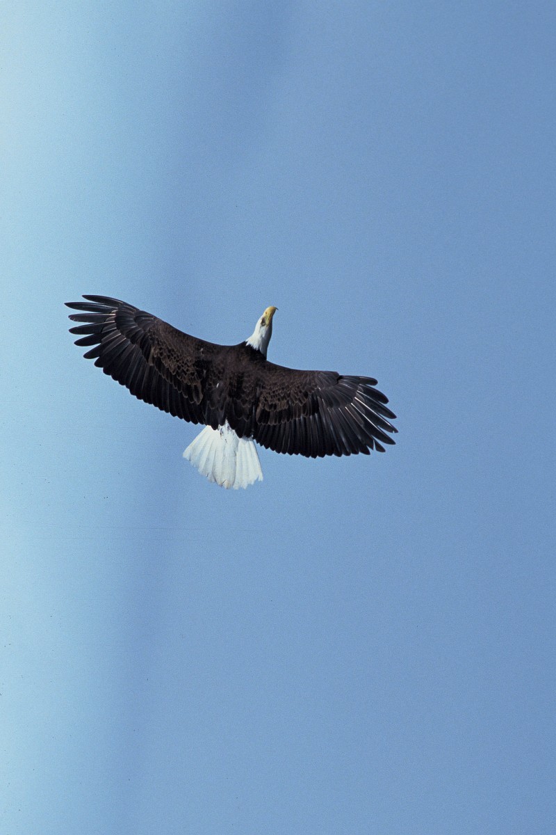 2. Bald eagle, Haliaeetus leucocephalus, In Flight With Wings Fully Outstretched. Photo Credit: John and Karen Hollingsworth (WO-5281-16), Washington DC Library, United States Fish and Wildlife Service Digital Library System (http://images.fws.gov), United States Fish and Wildlife Service (FWS, http://www.fws.gov), United States Department of the Interior (http://www.doi.gov), Government of the United States of America (USA).