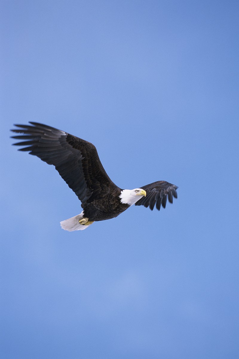 3. Bald Eagle, Haliaeetus leucocephalus, Flying In the Clear Blue Sky, State of California, USA. Photo Credit: Steve Maslowski (WV-2187-CD36), NCTC Digital Repository (http://DigitalRepository.fws.gov), National Conservation Training Center (NCTC), United States Fish and Wildlife Service (FWS, http://www.fws.gov), United States Department of the Interior (http://www.doi.gov), Government of the United States of America (USA).
