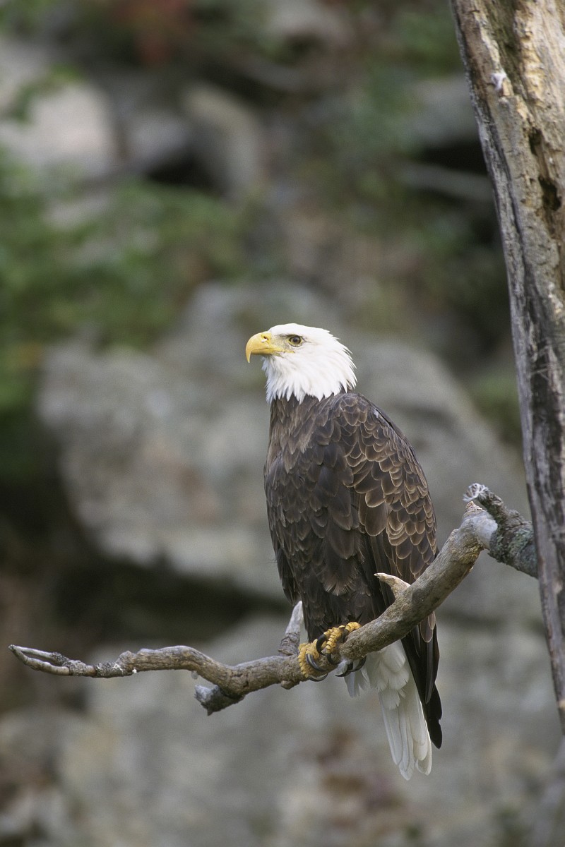 4. An Alert Bald Eagle, Haliaeetus leucocephalus, Perched Majestically On a Bare Tree Limb, State of California, USA. Photo Credit: Gary Kramer (WV-2189-CD36), NCTC Digital Repository (http://DigitalRepository.fws.gov), National Conservation Training Center (NCTC), United States Fish and Wildlife Service (FWS, http://www.fws.gov), United States Department of the Interior (http://www.doi.gov), Government of the United States of America (USA).