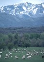 Mananaf (Júnio) 4, 2004, Salmo 100:3; Juan 10:14-15, 27-30. Sheep grazing on pasture in Heber Valley, Utah.