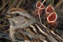 Mananaf (Junio) 10, 2004, Lucas 12:6-7. The Sparrows: Tree Sparrows, Swamp Sparrow, and Song Sparrow.