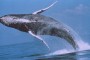 Mananaf (Junio) 11, 2004, Salmo 95:1-6. Montana, USA; Hawaiian Islands Humpback Whale NMS, USA.