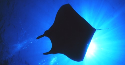 1. Manta Ray (Giant); Flower Garden Banks National Marine Sanctuary, USA. Photo Credit: Jackie Reid, National Oceanic and Atmospheric Administration Photo Library (http://www.photolib.noaa.gov), Sanctuary Collection, National Oceanic and Atmospheric Administration (NOAA, http://www.noaa.gov), United States Department of Commerce (http://www.commerce.gov), Government of the United States of America (USA).
