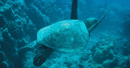 4. Green Sea Turtle. Photo Credit: David Vogel, Washington D.C. Collection (http://images.fws.gov, WO3459-Highlights), United States Fish and Wildlife Service (http://www.fws.gov), United States Department of the Interior (http://www.doi.gov), Government of the United States of America (USA).
