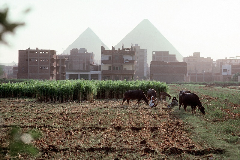 2. Backdropped By The Great Pyramids, Farmers and Caribou in the Field Near Cairo, Jumhuriyat Misr al-Arabiyah - Arab Republic of Egypt. Photo Credit: Defense Visual Information Center (DVIC, http://www.DoDMedia.osd.mil, DF-ST-99-05287), United States Department of Defense (DoD, http://www.DefenseLink.mil or http://www.dod.gov), Government of the United States of America (USA).