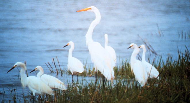A Great Egret and Common Egrets at the North Carolina National Estuarine Research Reserve. Masonboro Island, State of North Carolina, USA. Photo Credit: National Oceanic and Atmospheric Administration Photo Library (http://www.photolib.noaa.gov, nerr0087), NOAA National Estuarine Research Reserve Collection, National Oceanic and Atmospheric Administration (NOAA, http://www.noaa.gov), United States Department of Commerce (http://www.commerce.gov), Government of the United States of America (USA).