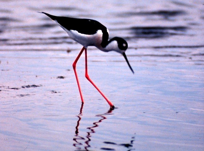 A Black-Necked Stilt Hunts for Dinner, Forty-Five (45) Miles South of Charleston, State of South Carolina, USA. Photo Credit: NOAA Central Library, National Oceanic and Atmospheric Administration Photo Library (http://www.photolib.noaa.gov, nerr0007), NOAA National Estuarine Research Reserve Collection, National Oceanic and Atmospheric Administration (NOAA, http://www.noaa.gov), United States Department of Commerce (http://www.commerce.gov), Government of the United States of America (USA).