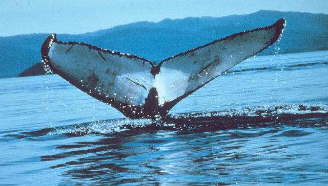 2. The Humpback Whale's (Megaptera novaeangliae) Very Large Tail With Distinctive Markings. Photo Credit: Captain Budd Christman, NOAA Corps, National Oceanic and Atmospheric Administration Photo Library (http://www.photolib.noaa.gov, anim0800), NOAA's Ark (Animals) Collection, National Oceanic and Atmospheric Administration (NOAA, http://www.noaa.gov), United States Department of Commerce (http://www.commerce.gov), Government of the United States of America (USA).
