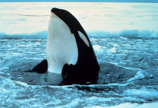 From Above the Water the Killer Whale, Orcinus orca, Examines the Local Ice-Covered Landscape. Photo Credit: NOAA Central Library, National Oceanic and Atmospheric Administration Photo Library (http://www.photolib.noaa.gov, anim0840), NOAA's Ark (Animals) Collection, National Oceanic and Atmospheric Administration (NOAA, http://www.noaa.gov), United States Department of Commerce (http://www.commerce.gov), Government of the United States of America (USA).