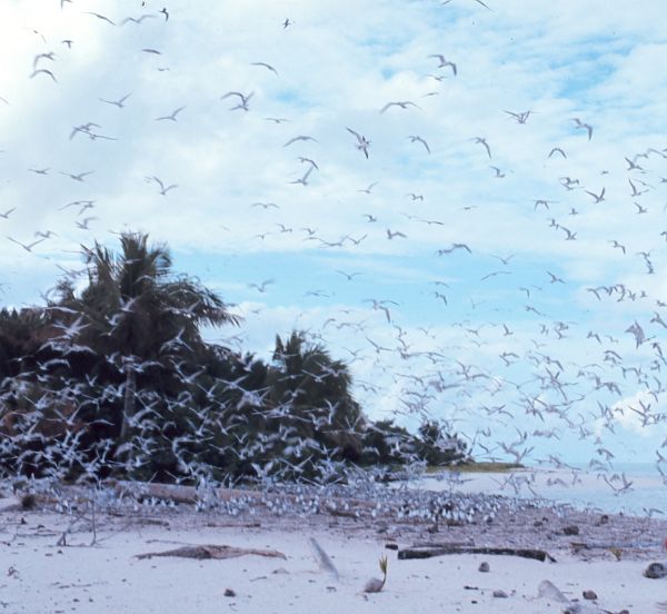 Tern Rookery on Helen's Reef, June 1971, Beluu er a Belau - Republic of Palau. Photo Credit: Dr. James P. McVey, NOAA Sea Grant Program, National Oceanic and Atmospheric Administration Photo Library (http://www.photolib.noaa.gov, mvey0048), Small World Collection, NOAA Central Library, National Oceanic and Atmospheric Administration (NOAA, http://www.noaa.gov), United States Department of Commerce (http://www.commerce.gov), Government of the United States of America (USA).
