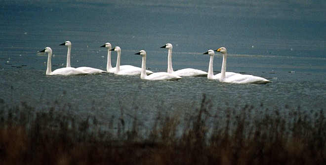 Tundra swans, Cygnus columbianus. Photo Credit: Dave Menke, NCTC Image Library, United States Fish and Wildlife Service Digital Library System (http://images.fws.gov, WV-9022-General2), United States Fish and Wildlife Service (FWS, http://www.fws.gov), United States Department of the Interior (http://www.doi.gov), Government of the United States of America (USA).