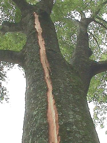 Lightning Struck Leaving a Path Down the Trunk of the Tree, But the Large Tree Apparently Survived, July 28, 2000. Greenville, State of South Carolina, USA. Photo Credit: National Weather Service Forecast Office Greenville SC, National Oceanic and Atmospheric Administration Photo Library (http://www.photolib.noaa.gov, NOAA's Online World Collection), Historic NWS Collection, National Oceanic and Atmospheric Administration (NOAA, http://www.noaa.gov), United States Department of Commerce (http://www.commerce.gov), Government of the United States of America (USA).