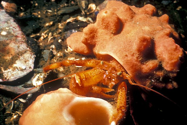 The Colorful Hermit Crab Sponge is the Mobile Home of Pagurus impressus, a Hermit Crab. Photo Credit: Berg, Alaska Image Library, United States Fish and Wildlife Service Digital Library System (http://images.fws.gov, SL-00094), United States Fish and Wildlife Service (FWS, http://www.fws.gov), United States Department of the Interior (http://www.doi.gov), Government of the United States of America (USA). Additional information from the Biology Department at Coe College located in Cedar Rapids, Iowa, USA: Hermit Crab Sponges <http://www.public.coe.edu/departments/Biology/hermit.html>.