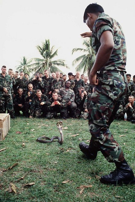 Exercising Caution and Respect When Approaching the Alert and Deadly Venomous Spotted Cobra, May 1, 1996. Nakhon Si Thammarat, Republik Indonesia - Republic of Indonesia. Photo Credit: Petty Officer 2nd Class Gloria J. Barry of the United States Navy (USN), DefenseLINK News Photos - Exercise Cobra Gold '96 ('Royal Thai Army instructor uses a cobra to demonstrate jungle survival skills', http://www.DefenseLink.mil/photos/Archive/Exercises/CobraGold96, 960501-N-4541B-001), United States Department of Defense (DoD, http://www.DefenseLink.mil or http://www.dod.gov), Government of the United States of America (USA).