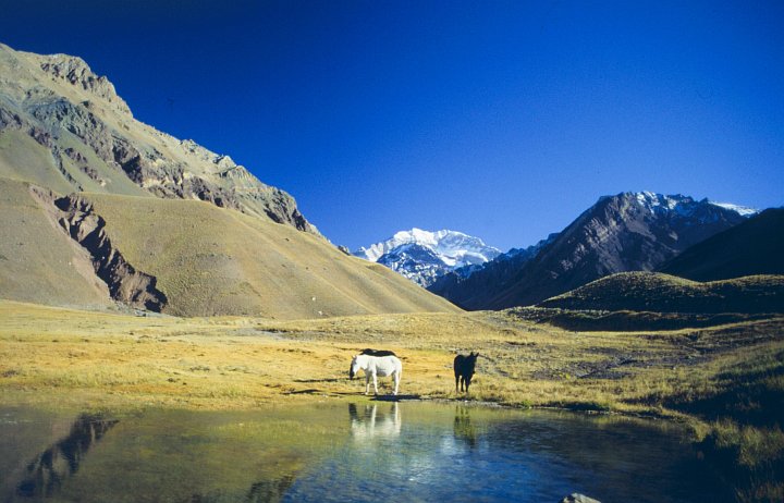 In a Lovely Valley Surrounded by Mountains and Covered by a Cloudless, Blue Sky, These Wild Horses at the Water's Edge Are at Peace, 1994-95 Austral Summer in the Chilean Andes Mountains, Republica de Chile. Photo Credit: Lieutenant Philip Hall, NOAA Corps; National Oceanic and Atmospheric Administration Photo Library (http://www.photolib.noaa.gov, corp3011), NOAA Corps Collection, National Oceanic and Atmospheric Administration (NOAA, http://www.noaa.gov), United States Department of Commerce (http://www.commerce.gov), Government of the United States of America (USA).
