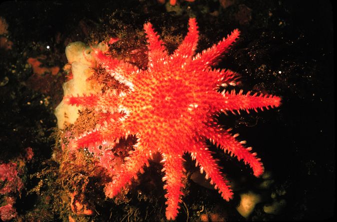 1. Bright Red Sun Star, a Starfish or Sea Star, With Twelve (12) Rays (Arms). Photo Credit: OAR/National Undersea Research Program (NURP), National Oceanic and Atmospheric Administration Photo Library (http://www.photolib.noaa.gov, nur01520), National Undersearch Research Program (NURP) Collection, NOAA Central Library, National Oceanic and Atmospheric Administration (NOAA, http://www.noaa.gov), United States Department of Commerce (http://www.commerce.gov), Government of the United States of America (USA).