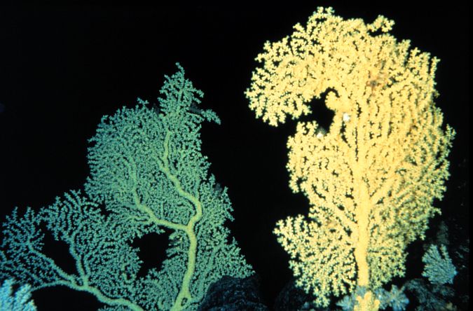 2. Gold Coral (Gerardia sp.), Pacific Ocean, Offshore State of Hawaii, USA. Photo Credit: J. Moore, National Oceanic and Atmospheric Administration Photo Library (http://www.photolib.noaa.gov, nur01530), National Undersearch Research Program (NURP) Collection, NOAA Central Library, National Oceanic and Atmospheric Administration (NOAA, http://www.noaa.gov), United States Department of Commerce (http://www.commerce.gov), Government of the United States of America (USA).
