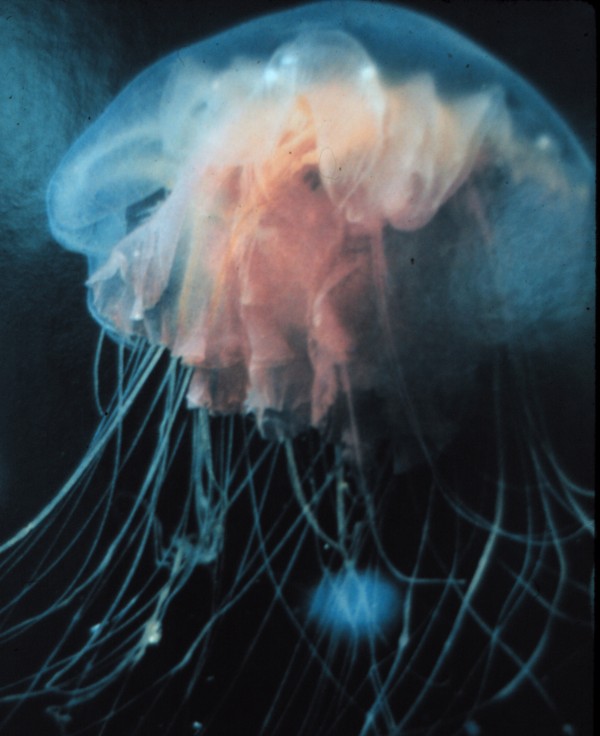 This Jellyfish is Floating Under the Arctic Ice in the Arctic Ocean's Frigid Waters. Photo Credit: OAR/National Undersea Research Program (NURP), National Oceanic and Atmospheric Administration Photo Library (http://www.photolib.noaa.gov, nur01009), National Undersearch Research Program (NURP) Collection, National Oceanic and Atmospheric Administration (NOAA, http://www.noaa.gov), United States Department of Commerce (http://www.commerce.gov), Government of the United States of America (USA).