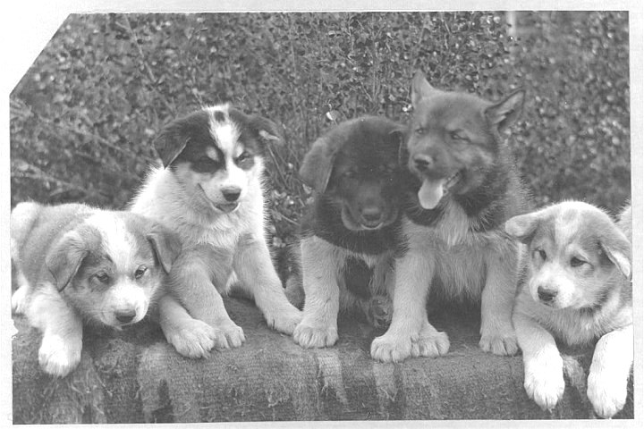 A Heart-Warming Puppy Portrait of Five Cute "Balls of Fur", circa 1900-1923; State of Alaska, USA. Photo Credit: "Puppies which will some day pull dog sleds" (Card #: 99614298, Call Number: LOT 11453-1, no. 18 [P&P], Digital ID: ppmsc 01573, http://hdl.loc.gov/loc.pnp/ppmsc.01573), Prints and Photographs Online Catalog (PPOC, http://www.loc.gov/rr/print/catalog.html), Prints & Photographs Reading Room, Frank and Frances Carpenter Collection, The Library of Congress (LOC, http://www.loc.gov), Congress of the United States (http://www.House.gov and http://www.Senate.gov), Government of the United States of America (USA).