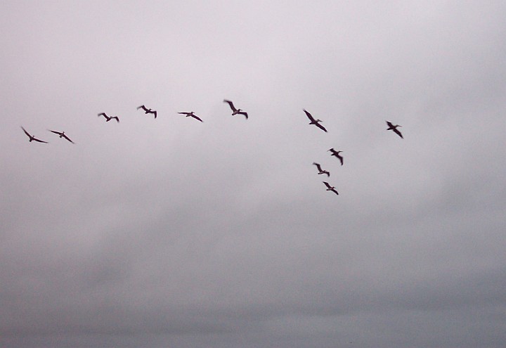 Flight of the Brown Pelicans (Pelecanus occidentalis), October 2003, Point Lobos State Reserve, State of California, USA. Photo Credit: Captain Albert E. Theberge, NOAA Corps (ret.), National Oceanic and Atmospheric Administration Photo Library (http://www.photolib.noaa.gov, line3039), America's Coastlines Collection, National Oceanic and Atmospheric Administration (NOAA, http://www.noaa.gov), United States Department of Commerce (http://www.commerce.gov), Government of the United States of America (USA).