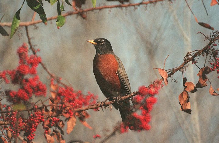 An American Robin (Turdus migratorius) Sits In a Brazilian Pepper Tree Filled With Red Berries. Kennedy Space Center, Merritt Island National Wildlife Refuge, State of Florida, USA. Photo Credit: Kennedy Media Gallery - Wildlife (http://mediaarchive.ksc.nasa.gov) Photo Number: KSC-01PP-1005, John F. Kennedy Space Center (KSC, http://www.nasa.gov/centers/kennedy), National Aeronautics and Space Administration (NASA, http://www.nasa.gov), Government of the United States of America.