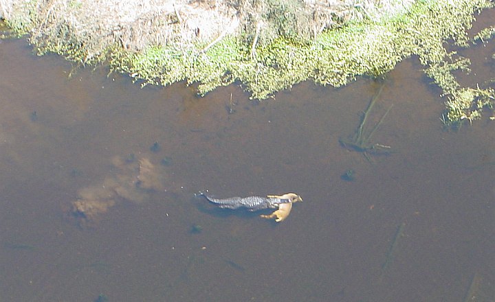 The Large Adult Alligator Swims Away With the Now Dead, Adult Deer Locked Securely in Its Very Powerful Jaws, State of Georgia, USA. Photo Credit: Terri Jenkins, U.S. Fish and Wildlife Service District Fire Management Officer; United States Fish and Wildlife Southeast Region (http://southeast.fws.gov) Press Release for August 23, 2004: Alligator Takes Deer to Lunch in South Georgia <http://www.fws.gov/southeast/news/2004/r04-073.html>, United States Fish and Wildlife Service (FWS, http://www.fws.gov), United States Department of the Interior (http://www.doi.gov), Government of the United States of America (USA).