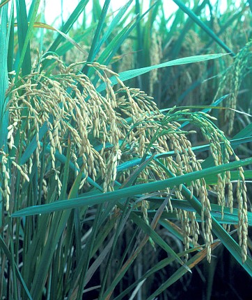 2. Lemont, a High-Yielding Semidwarf Rice Variety. David Nance (http://www.ars.usda.gov/is/graphics/photos, K2958-2), Agricultural Research Service (ARS, http://www.ars.usda.gov), United States Department of Agriculture (USDA, http://www.usda.gov), Government of the United States of America (USA).