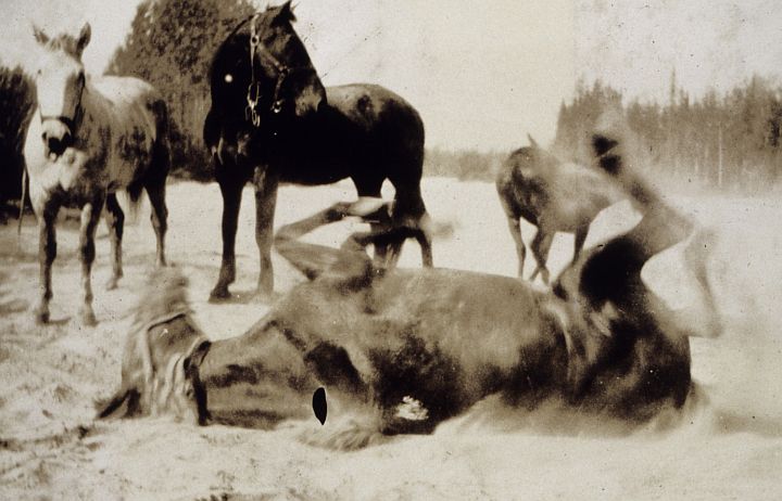 At the End of the Day, This Happy Horse Enjoys a Good Roll in the Dirt or Sand, 1923, State of Alaska, USA. Photo Credit: Family of Captain William M. Scaife, National Oceanic and Atmospheric Administration Photo Library (http://www.photolib.noaa.gov, theb0817), Historic C&GS Collection, NOAA Central Library, National Oceanic and Atmospheric Administration (NOAA, http://www.noaa.gov), United States Department of Commerce (http://www.commerce.gov), Government of the United States of America (USA).