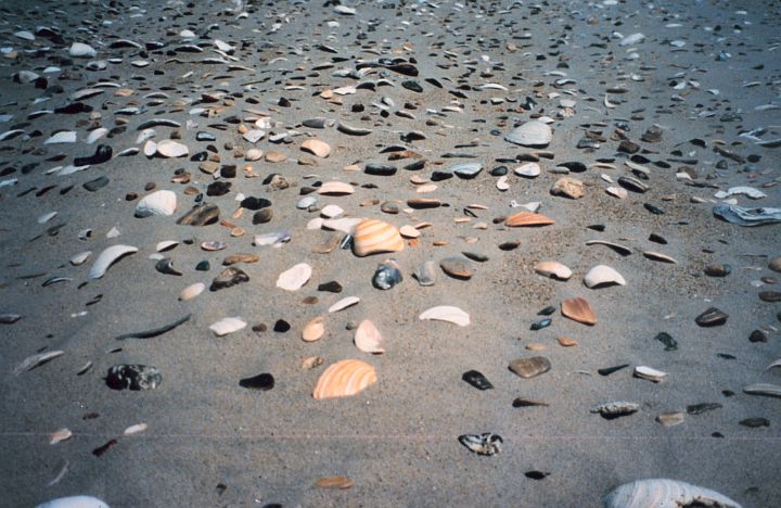 The Low Tide Lays Bare to View Seashells, Many of Them Broken, Along the Southeastern Coastline, State of South Carolina, USA. Photo Credit: Richard B. Mieremet, Senior Advisor, NOAA OSDIA; National Oceanic and Atmospheric Administration Photo Library (http://www.photolib.noaa.gov, line0106), America's Coastlines Collection, NOAA Central Library, National Oceanic and Atmospheric Administration (NOAA, http://www.noaa.gov), United States Department of Commerce (http://www.commerce.gov), Government of the United States of America (USA).