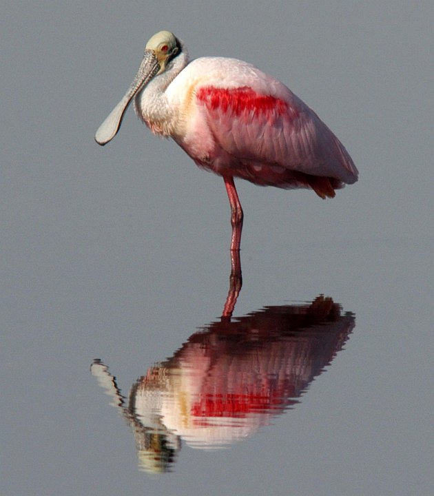 Alone, Quiet, Still. The Beautiful Roseate Spoonbill (Ajaia ajaja) and Its Reflection In the Water, Merritt Island National Wildlife Refuge, State of Florida, USA. Photo Credit: Kennedy Media Gallery - Wildlife (http://mediaarchive.ksc.nasa.gov) Photo Number: KSC-05PD-2168, John F. Kennedy Space Center (KSC, http://www.nasa.gov/centers/kennedy), National Aeronautics and Space Administration (NASA, http://www.nasa.gov), Government of the United States of America.