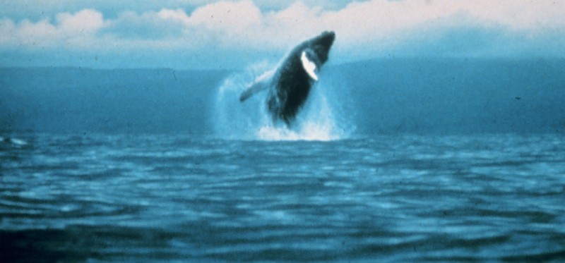 A Huge, Breaching Humpback Whale (Megaptera novaeangliae). Photo Credit: NOAA Central Library, National Oceanic and Atmospheric Administration Photo Library (http://www.photolib.noaa.gov, anim0838), NOAA's Ark (Animals) Collection, National Oceanic and Atmospheric Administration (NOAA, http://www.noaa.gov), United States Department of Commerce (http://www.commerce.gov), Government of the United States of America (USA).