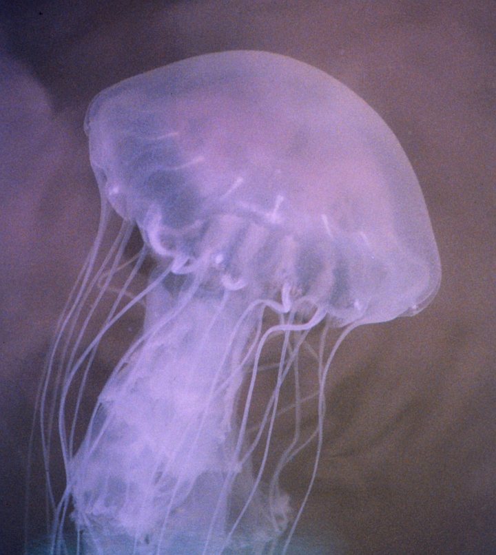 Stinging Sea Nettle (Chrysaora quiquecirrha) July 8, 2001. Photo Credit: Mary Hollinger, NODC biologist, NOAA; National Oceanic and Atmospheric Administration Photo Library (http://www.photolib.noaa.gov, line2364), America's Coastlines Collection, NOAA Central Library, National Oceanic and Atmospheric Administration (NOAA, http://www.noaa.gov), United States Department of Commerce (http://www.commerce.gov), Government of the United States of America (USA).