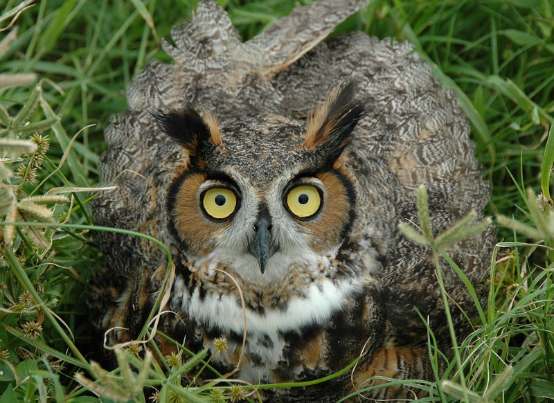 Jesus Christ -- God -- Created the Long-eared Owl (Asio otus), and Gave It Keen Vision and Sharp Hearing. Launch Complex 41 at Cape Canaveral Air Force Station, State of Florida, USA. Photo Credit: Kennedy Media Gallery - Wildlife (http://mediaarchive.ksc.nasa.gov) Photo Number: KSC-05PD-2448, John F. Kennedy Space Center (KSC, http://www.nasa.gov/centers/kennedy), National Aeronautics and Space Administration (NASA, http://www.nasa.gov), Government of the United States of America.