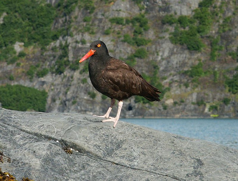 Black Oystercatcher (Haematopus bachmani), State of Alaska, USA. Photo Credit: Tim Bowman, Alaska Image Library, United States Fish and Wildlife Service Digital Library System (http://images.fws.gov, DI-TB-bloy_b2), United States Fish and Wildlife Service (FWS, http://www.fws.gov), United States Department of the Interior (http://www.doi.gov), Government of the United States of America (USA).