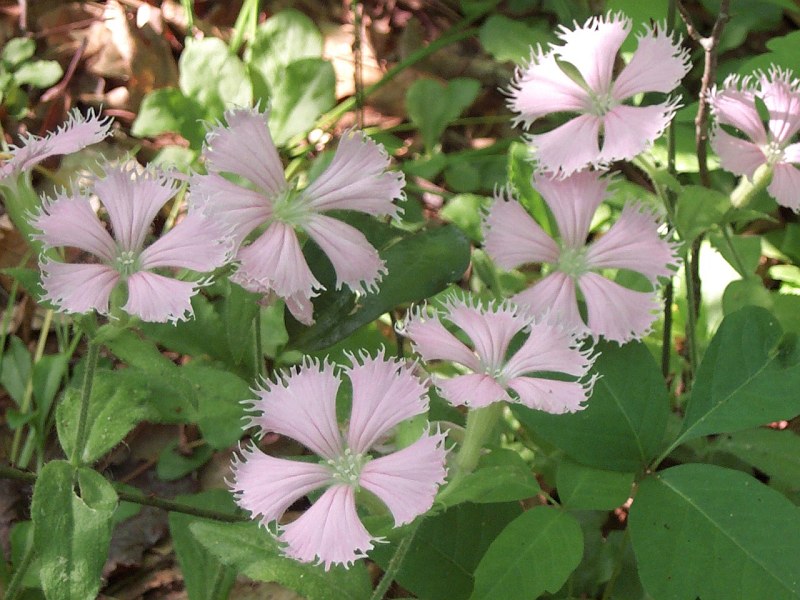 Fringed Campion (Silene polypetala) Flowers, State of Georgia, USA. Photo Credit: Pete Pattavina, Southeast Image Library, United States Fish and Wildlife Service Digital Library System (http://images.fws.gov), United States Fish and Wildlife Service (FWS, http://www.fws.gov), United States Department of the Interior (http://www.doi.gov), Government of the United States of America (USA).