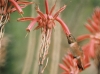 Allen's Hummingbird (Selasphorus sasin). Photo Credit: Lee Karney (WO-Lee Karney-2648), Washington DC Library, United States Fish and Wildlife Service Digital Library System (http://images.fws.gov), United States Fish and Wildlife Service (http://www.fws.gov), United States Department of the Interior (http://www.doi.gov), Government of the United States of America.