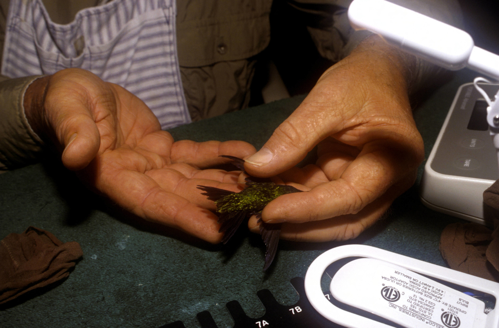 4. A Ruby-throated Hummingbird (Archilochus colubris) is held with its wings spread during a study at the Bon Secour National Wildlife Refuge in State of Alabama, USA. Photo Credit: Ryan Hagerty ('Item ID 7365'), United States Fish and Wildlife Service (USFWS) National Digital Library (http://digitalmedia.fws.gov or https://digitalmedia.fws.gov/digital), United States Fish and Wildlife Service (http://www.fws.gov), United States Department of the Interior (http://www.doi.gov), Government of the United States of America (USA).