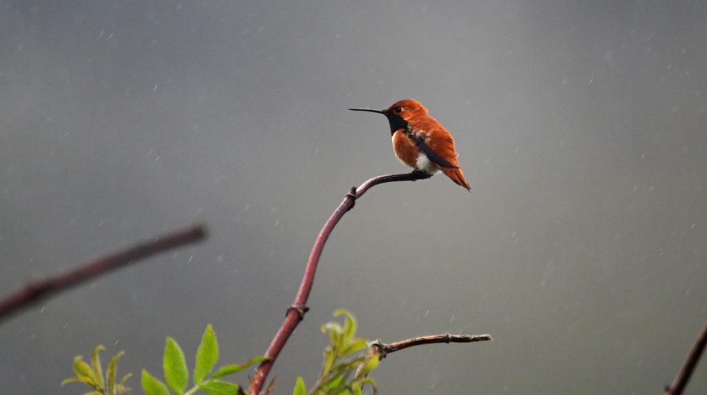 2. Male Rufous Hummingbird (Selasphorus rufus) On A Branch, Nestucca Bay National Wildlife Refuge, State of Oregon, USA. Photo Credit: Peter Pearsall ('Item ID 128_35_19_23226632963_6aa2493305_o.jpg' 'Date of Original 2015-03-27' 'Original Data ID 2015:11:28 09:27:04'), United States Fish and Wildlife Service (USFWS) National Digital Library (http://digitalmedia.fws.gov or https://digitalmedia.fws.gov/digital), United States Fish and Wildlife Service (http://www.fws.gov), United States Department of the Interior (http://www.doi.gov), Government of the United States of America (USA).
