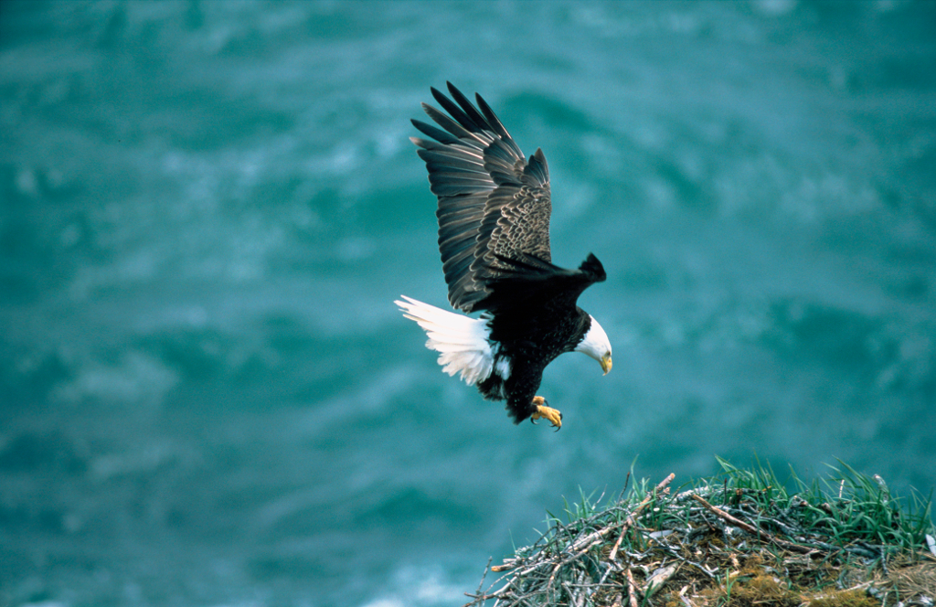 1. Bald Eagle, Haliaeetus leucocephalus, Prepares to Land on the Nest, Kodiak Island National Wildlife Refuge, State of Alaska, USA. Photo Credit: Dave Menke (WV-10673-CD34), NCTC Digital Repository (http://DigitalRepository.fws.gov), National Conservation Training Center (NCTC), United States Fish and Wildlife Service (FWS, http://www.fws.gov), United States Department of the Interior (http://www.doi.gov), Government of the United States of America (USA).