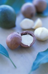 3. Macadamia Nuts. Photo Credit: Peggy Greb (http://www.ars.usda.gov/is/graphics/photos, K11222-1), Agricultural Research Service (ARS, http://www.ars.usda.gov), United States Department of Agriculture (USDA, http://www.usda.gov), Government of the United States of America (USA).
