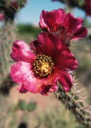 4. Cactus Flowers; New Mexico, USA. Photo Credit: Gary Kramer (2001, http://photogallery.nrcs.usda.gov, NRCSNM01027), USDA Natural Resources Conservation Service (NRCS, http://www.nrcs.usda.gov), United States Department of Agriculture (USDA, http://www.usda.gov), Government of the United States of America (USA).

