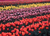 2. Tulips; Oregon, USA. Photo Credit: Gary Kramer (2001, http://photogallery.nrcs.usda.gov, NRCSMT01095), USDA Natural Resources Conservation Service (NRCS, http://www.nrcs.usda.gov), United States Department of Agriculture (USDA, http://www.usda.gov), Government of the United States of America (USA).
