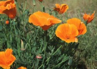 5. California Poppy;  California, USA. Photo Credit: Gary Kramer (2001, http://photogallery.nrcs.usda.gov, NRCSCA01046), USDA Natural Resources Conservation Service (NRCS, http://www.nrcs.usda.gov), United States Department of Agriculture (USDA, http://www.usda.gov), Government of the United States of America (USA).
