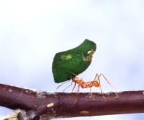 1. Foraging Worker of Atta cephalotes (Leaf-cutting Ants). Photo Credit: Scott Bauer (http://www.ars.usda.gov/is/graphics/photos, K5860-1), Agricultural Research Service (ARS, http://www.ars.usda.gov), United States Department of Agriculture (USDA, http://www.usda.gov), Government of the United States of America (USA).
