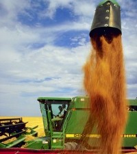 2. Wheat Harvest. Akron, State of Colorado, USA. Photo Credit: Scott Bauer (http://www.ars.usda.gov/is/graphics/photos, K4258-9), Agricultural Research Service (ARS, http://www.ars.usda.gov), United States Department of Agriculture (USDA, http://www.usda.gov), Government of the United States of America (USA).
