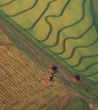 5. Rice Harvest. Fort Bend County, State of Texas, USA. Photo Credit: Scott Bauer (http://www.ars.usda.gov/is/graphics/photos, K4258-9), Agricultural Research Service (ARS, http://www.ars.usda.gov), United States Department of Agriculture (USDA, http://www.usda.gov), Government of the United States of America (USA).
