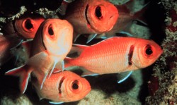 2. Blackbar Soldierfish; Tropical Atlantic Ocean, Bahamas. Photo Credit: OAR/National Undersea Research Program (NURP); Caribbean Marine Research Center. National Oceanic and Atmospheric Administration Photo Library (http://www.photolib.noaa.gov), National Undersearch Research Program (NURP) Collection, National Oceanic and Atmospheric Administration (NOAA, http://www.noaa.gov), United States Department of Commerce (http://www.commerce.gov), Government of the United States of America (USA).
