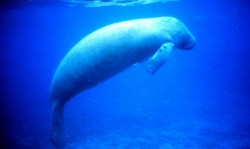 3. Manatee; Jobos Bay National Estuarine. Research Reserve, Jobos Bay, Puerto Rico. Photo Credit: National Oceanic and Atmospheric Administration Photo Library (http://www.photolib.noaa.gov), NOAA National Estuarine Research Reserve Collection, National Oceanic and Atmospheric Administration (NOAA, http://www.noaa.gov), United States Department of Commerce (http://www.commerce.gov), Government of the United States of America (USA).
